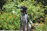 King, a male German Shorthaired Pointer for sale in Rancho Cucamonga, CA – 9 of 10