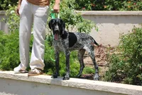 King, a male German Shorthaired Pointer for sale in Rancho Cucamonga, CA – 8 of 10