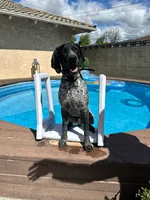 Leo, a male German Shorthaired Pointer for sale in Rancho Cucamonga, CA – 8 of 8
