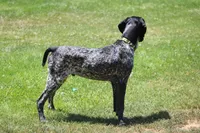 King, a male German Shorthaired Pointer for sale in Rancho Cucamonga, CA – 6 of 10
