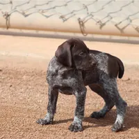 Niko, a male German Shorthaired Pointer for sale in Rancho Cucamonga, CA – Photo 2 of 3
