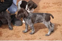 Niko, a male German Shorthaired Pointer for sale in Rancho Cucamonga, CA – Photo 3 of 3