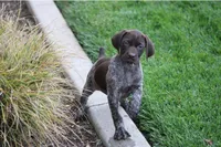 Niko, a male German Shorthaired Pointer for sale in Rancho Cucamonga, CA – Photo 1 of 3