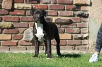 Loki, a male American Bully for sale in Rancho Cucamonga, CA – Photo 4 of 8