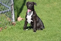 Loki, a male American Bully for sale in Rancho Cucamonga, CA – Photo 6 of 8