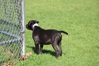 Loki, a male American Bully for sale in Rancho Cucamonga, CA – Photo 8 of 8