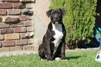 Loki, a male American Bully for sale in Rancho Cucamonga, CA – Photo 1 of 8