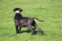 Loki, a male American Bully for sale in Rancho Cucamonga, CA – Photo 7 of 8