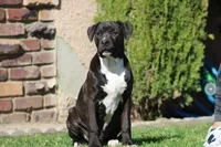 Loki, a male American Bully for sale in Rancho Cucamonga, CA – Photo 3 of 8