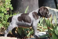 Rocky, a male German Shorthaired Pointer for sale in Rancho Cucamonga, CA – 7 of 10