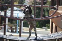 Max, a male German Shorthaired Pointer for sale in Rancho Cucamonga, CA – 1 of 6
