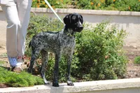 King, a male German Shorthaired Pointer for sale in Rancho Cucamonga, CA – 2 of 10