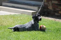 Leo, a male German Shorthaired Pointer for sale in Rancho Cucamonga, CA – 6 of 8