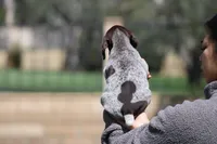 Male, a male German Shorthaired Pointer for sale in Rancho Cucamonga, CA – Photo 2 of 4