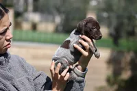 Male, a male German Shorthaired Pointer for sale in Rancho Cucamonga, CA – Photo 3 of 4