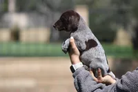 Male, a male German Shorthaired Pointer for sale in Rancho Cucamonga, CA – Photo 4 of 4