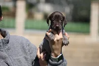 Male, a male German Shorthaired Pointer for sale in Rancho Cucamonga, CA – Photo 1 of 4
