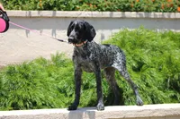 Zoe, a female German Shorthaired Pointer for sale in Rancho Cucamonga, CA – 4 of 10
