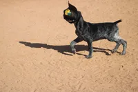 Milo, a male German Shorthaired Pointer for sale in Rancho Cucamonga, CA – 9 of 9