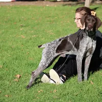 Rocky, a male German Shorthaired Pointer for sale in Rancho Cucamonga, CA – Photo 2 of 5