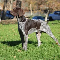 Rocky, a male German Shorthaired Pointer for sale in Rancho Cucamonga, CA – Photo 3 of 5