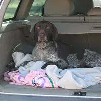 Rocky, a male German Shorthaired Pointer for sale in Rancho Cucamonga, CA – Photo 5 of 5