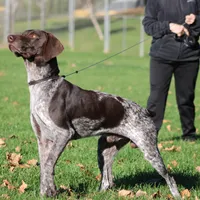 Rocky, a male German Shorthaired Pointer for sale in Rancho Cucamonga, CA – Photo 4 of 5