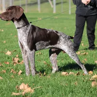 Rocky, a male German Shorthaired Pointer for sale in Rancho Cucamonga, CA – Photo 1 of 5