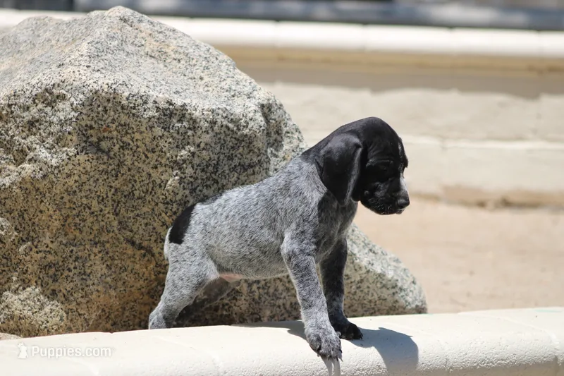 Leo – German Shorthaired Pointer puppy for sale in Rancho Cucamonga, CA