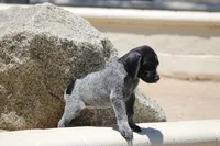 Leo, a male German Shorthaired Pointer for sale in Rancho Cucamonga, CA – 2 of 9