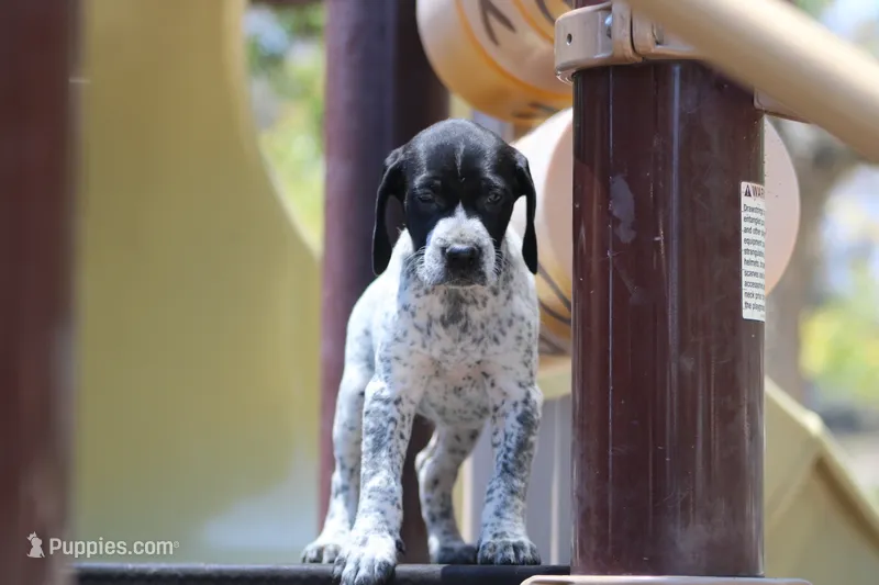 Nala – German Shorthaired Pointer puppy for sale in Rancho Cucamonga, CA