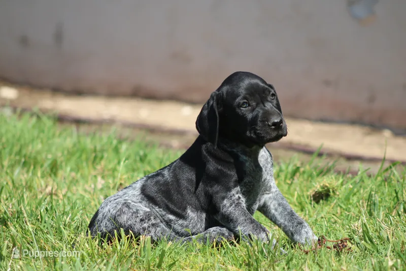 Milo – German Shorthaired Pointer puppy for sale in Rancho Cucamonga, CA