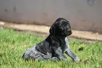 Milo, a male German Shorthaired Pointer for sale in Rancho Cucamonga, CA – 1 of 7