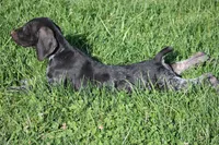 Milo, a male German Shorthaired Pointer for sale in Rancho Cucamonga, CA – 7 of 9