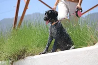 Zoe, a female German Shorthaired Pointer for sale in Rancho Cucamonga, CA – 5 of 10