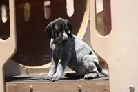 Leo, a male German Shorthaired Pointer for sale in Rancho Cucamonga, CA – 4 of 9