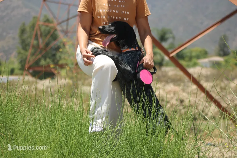 Zoe – German Shorthaired Pointer puppy for sale in Rancho Cucamonga, CA