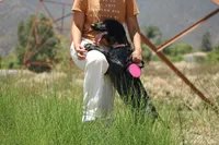 Zoe, a female German Shorthaired Pointer for sale in Rancho Cucamonga, CA – 1 of 10
