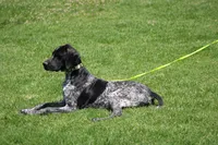 King, a male German Shorthaired Pointer for sale in Rancho Cucamonga, CA – 10 of 10