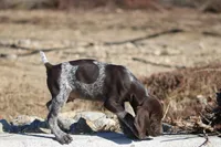 Cashu, a male German Shorthaired Pointer for sale in Rancho Cucamonga, CA – Photo 3 of 6