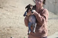 Cashu, a male German Shorthaired Pointer for sale in Rancho Cucamonga, CA – Photo 6 of 6