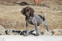 Cashu, a male German Shorthaired Pointer for sale in Rancho Cucamonga, CA – Photo 2 of 6