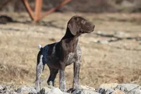Cashu, a male German Shorthaired Pointer for sale in Rancho Cucamonga, CA – Photo 4 of 6