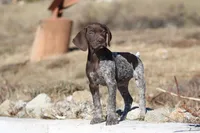 Cashu, a male German Shorthaired Pointer for sale in Rancho Cucamonga, CA – Photo 1 of 6