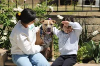Sweetie , a female American Bully for sale in Rancho Cucamonga, CA – Photo 2 of 6