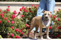 Sweetie , a female American Bully for sale in Rancho Cucamonga, CA – Photo 6 of 6