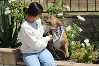 Sweetie , a female American Bully for sale in Rancho Cucamonga, CA – Photo 5 of 6