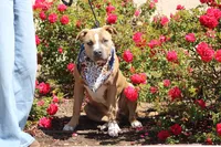Sweetie , a female American Bully for sale in Rancho Cucamonga, CA – Photo 4 of 6