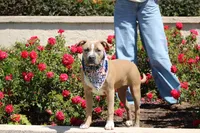 Sweetie , a female American Bully for sale in Rancho Cucamonga, CA – Photo 3 of 6