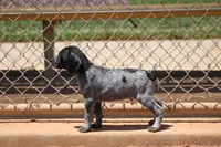 Leo, a male German Shorthaired Pointer for sale in Rancho Cucamonga, CA – 5 of 9